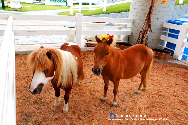 Pipo Pony Club Pattaya, ปีโป้ โพนี่ คลับ, ฟาร์มม้าแคระ พัทยา, ที่เที่ยวใหม่ 2014, สถานที่ท่องเที่ยวสำหรับครอบครัว, รีวิว, review, pantip