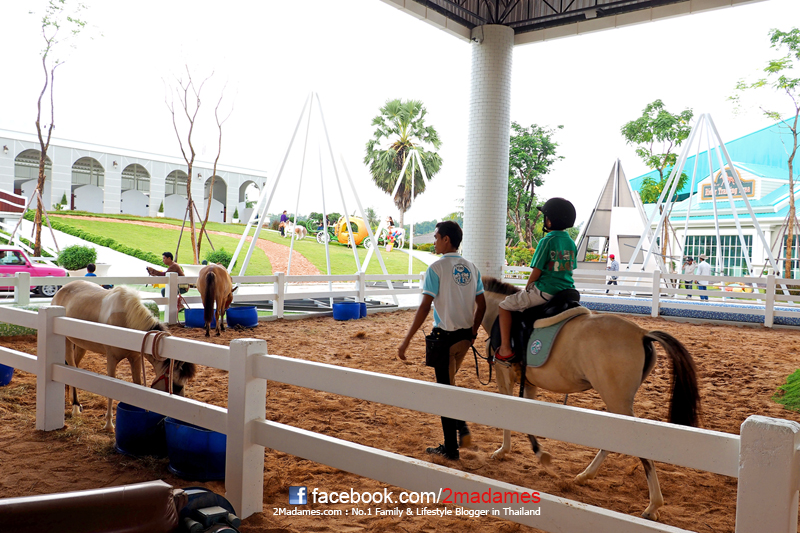 Pipo Pony Club Pattaya, ปีโป้ โพนี่ คลับ, ฟาร์มม้าแคระ พัทยา, ที่เที่ยวใหม่ 2014, สถานที่ท่องเที่ยวสำหรับครอบครัว, รีวิว, review, pantip